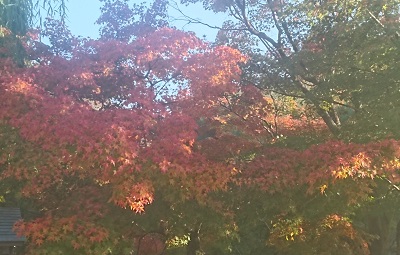 京都の紅葉を写真で撮ってみた