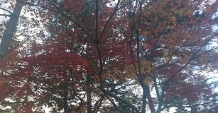平安神宮の紅葉