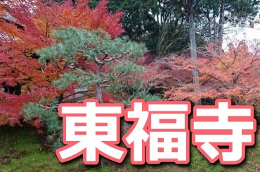 東福寺の紅葉の混雑は？12月の混み具合と見頃の時期【写真付き】